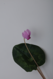 Cyclamen hederifolium RCP12-2015 (78).JPG